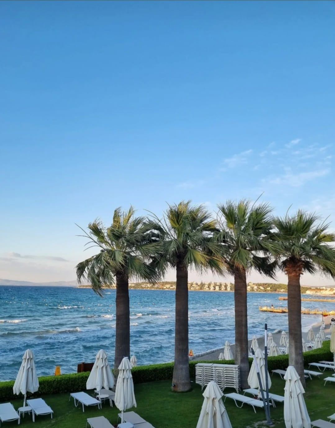 Palmiye ağaçlarının arasından deniz, kumsal ve şezlonglar