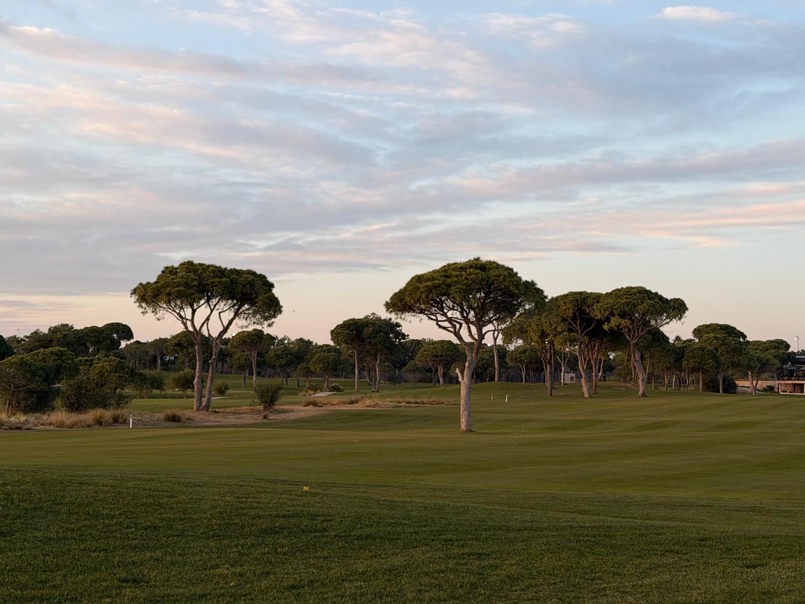 Gün batımında şemsiye formlu fıstık çamlarıyla çevrili golf sahası