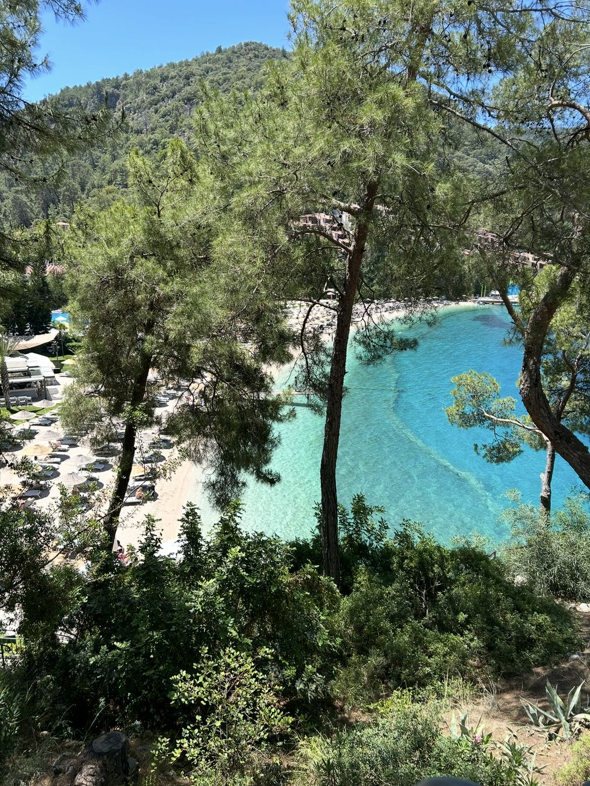 Çam ağaçlarının arasından turkuaz koy, plaj şemsiyeleri ve ormanlı yamaç